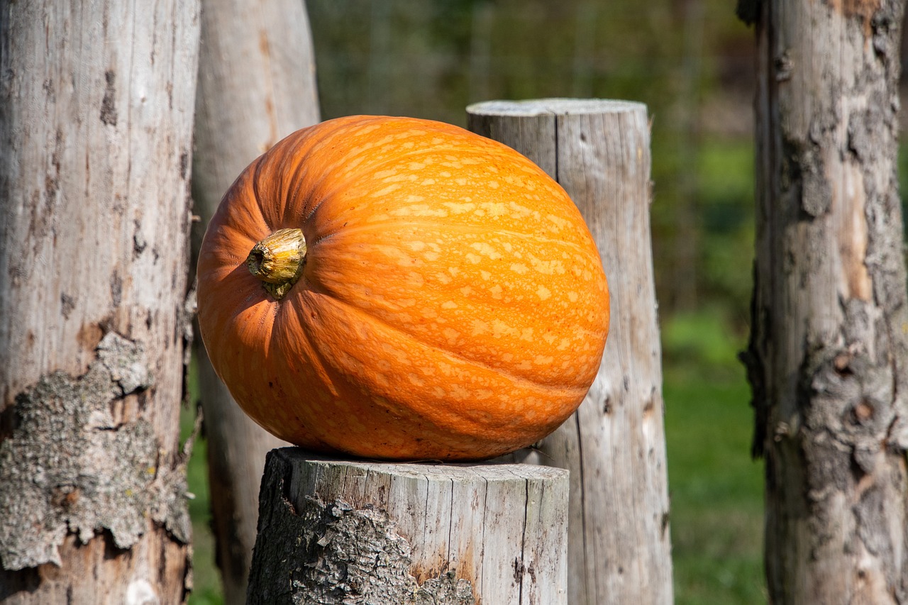 How to Grow a Pumpkin Patch in Your Backyard